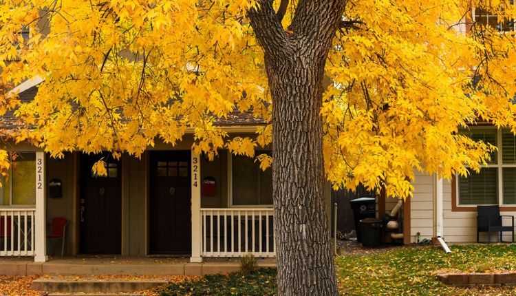 Fall leaves on a tree in front of a house